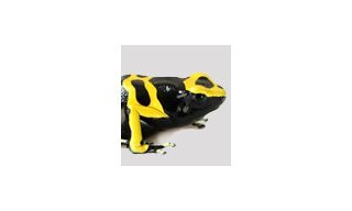 HM3 Poison Dart Frog от MB&F
