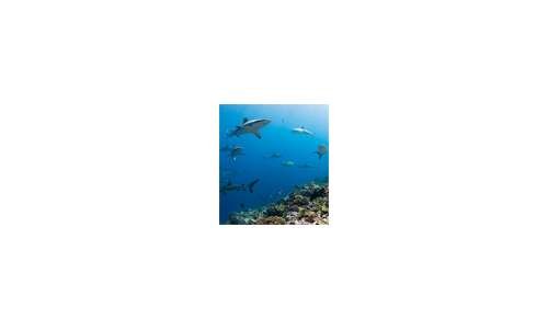 Blancpain приветствует расширенное обязательство Pristine Seas