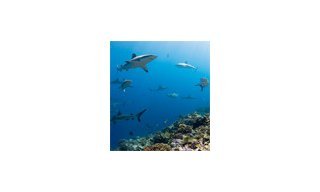 Blancpain приветствует расширенное обязательство Pristine Seas