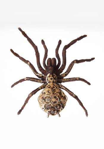 Lycosa Tarentula от Gaby Wormann