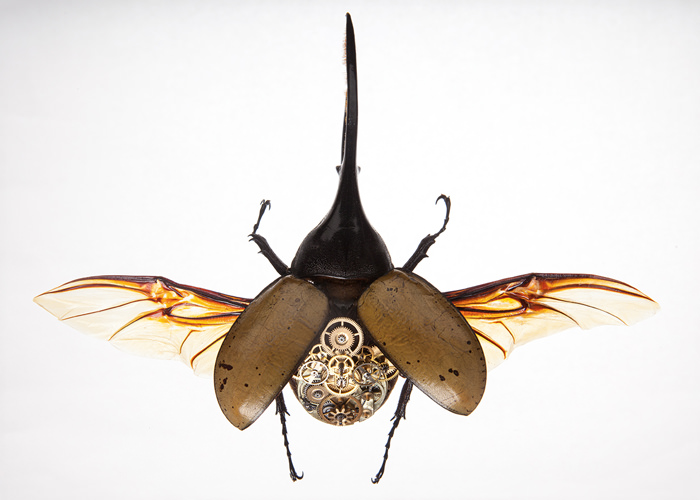 Dynastes Hercules от Gaby Wormann